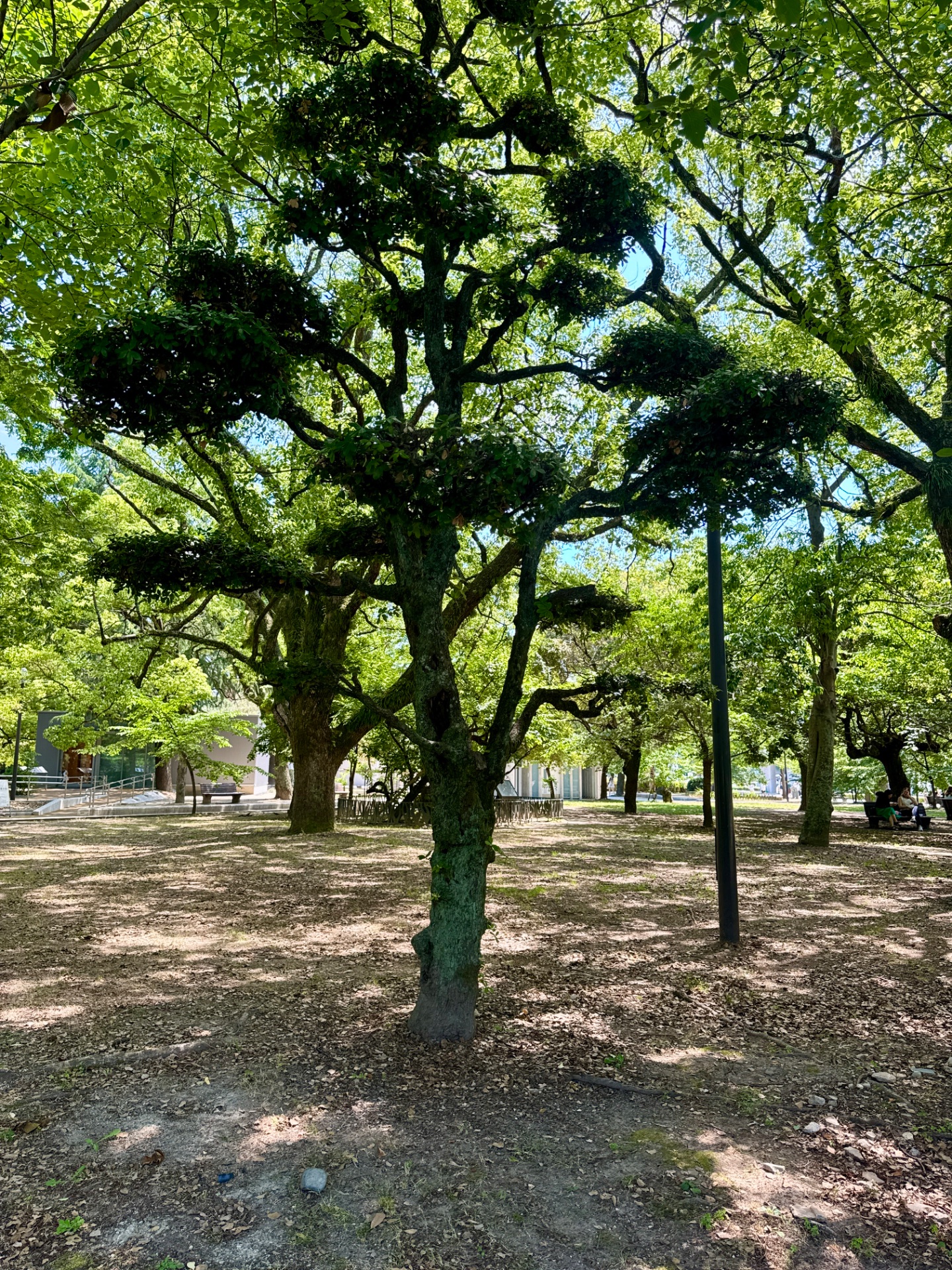 A lush green park with mature trees casting dappled shadows on the ground on a sunny day.