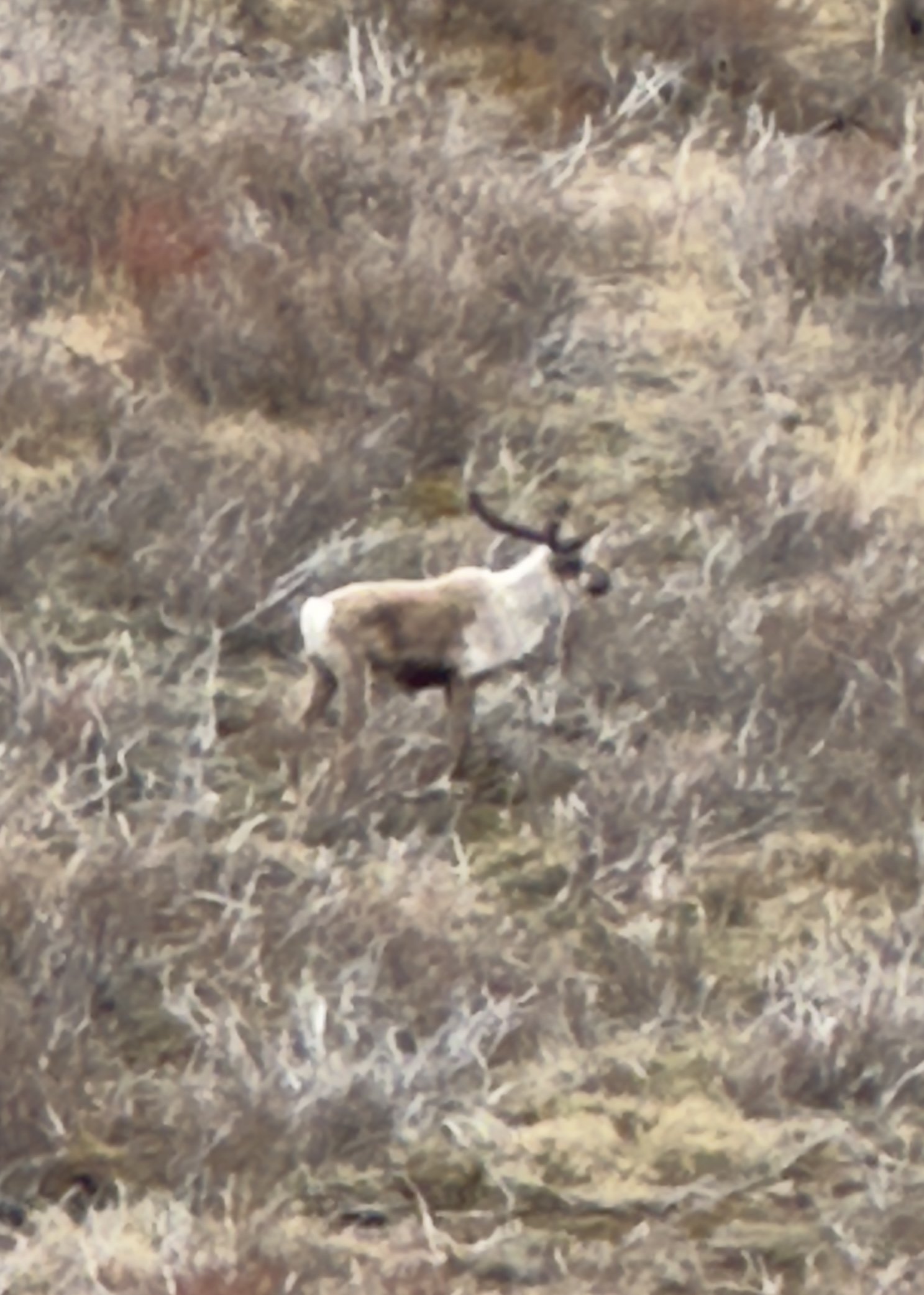 Antelope with white coat grazing in desert scrubland vegetation