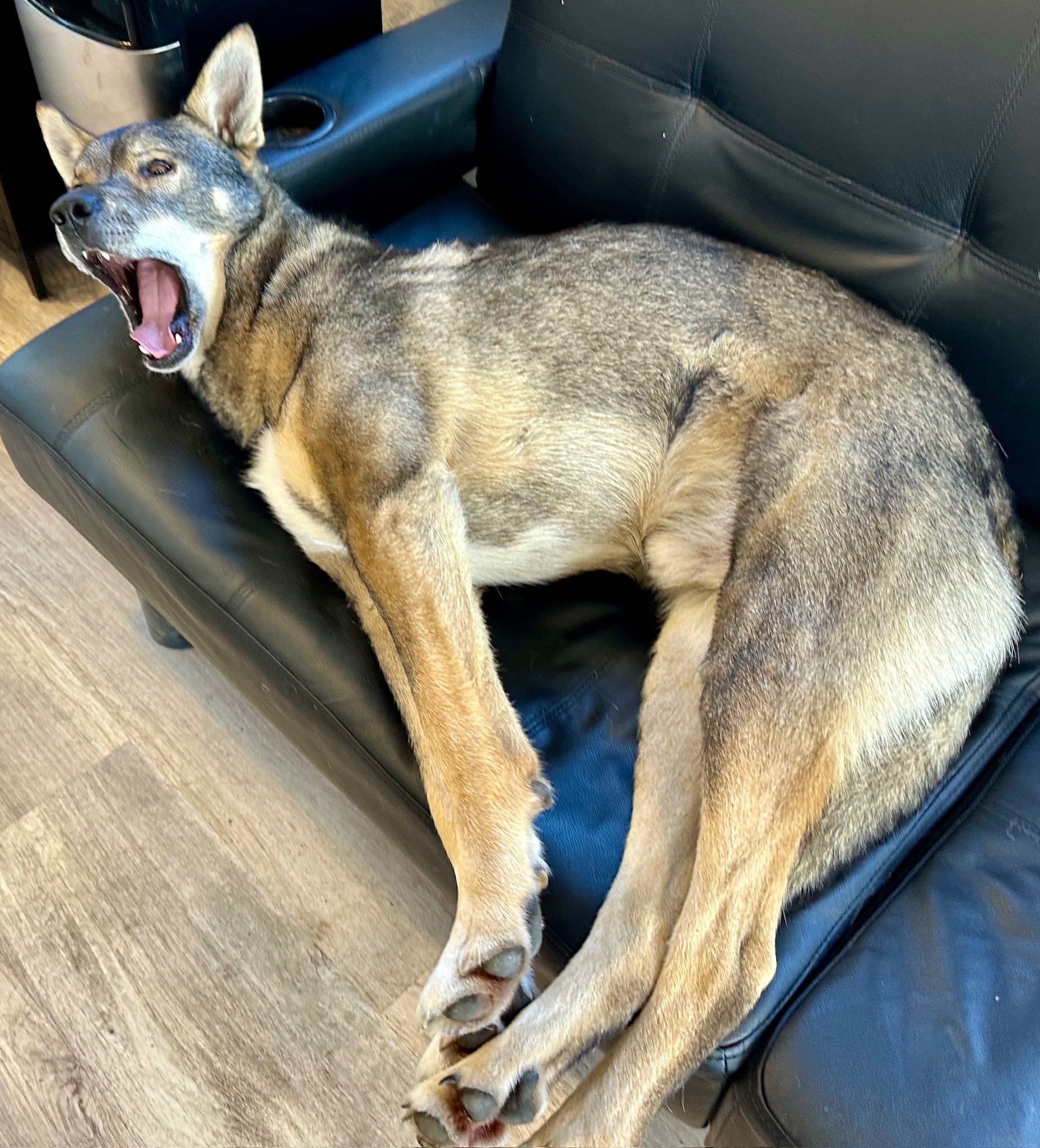 German Shepherd dog yawning in car backseat