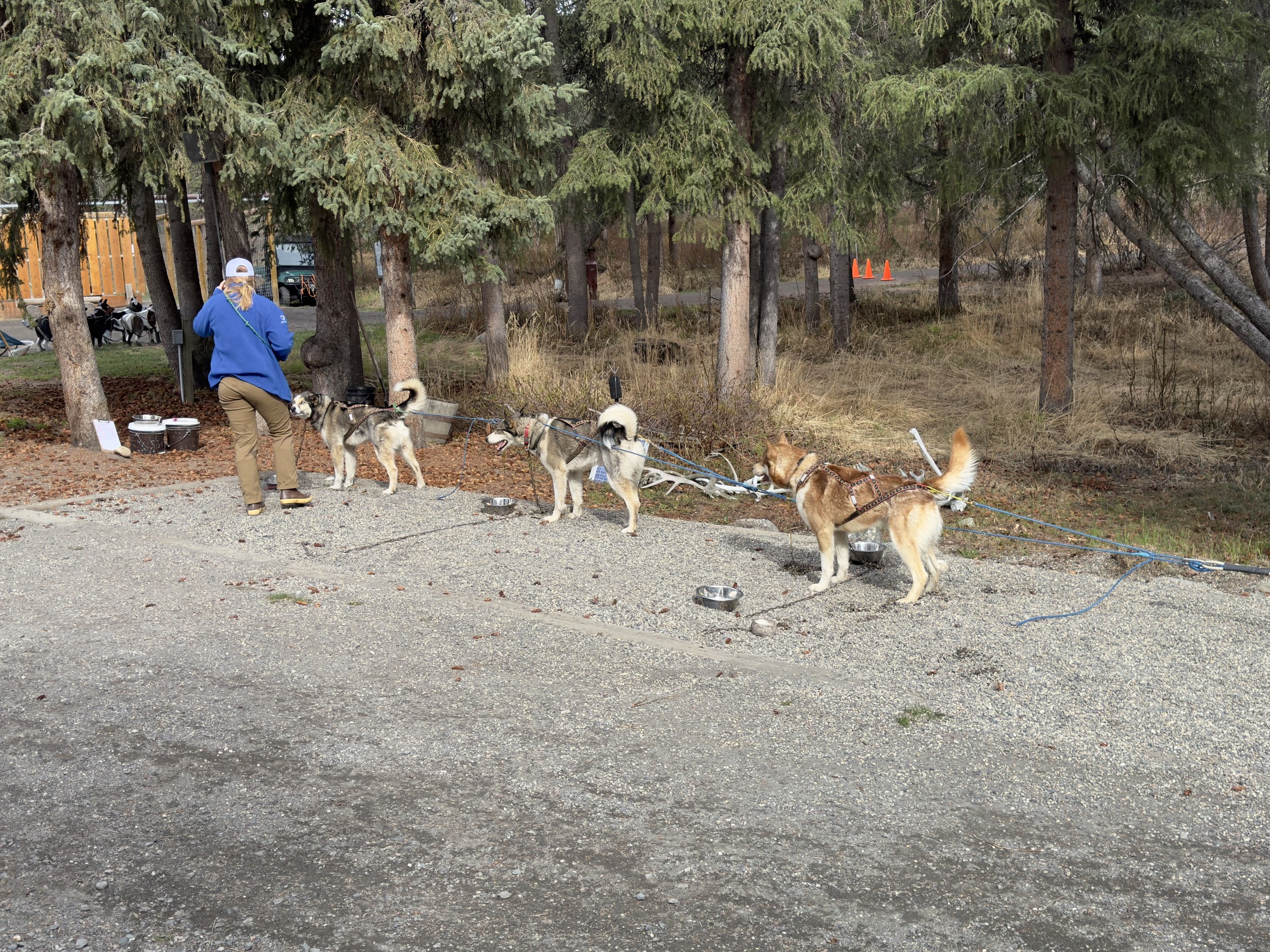 Dog sled team with musher in forest campground
