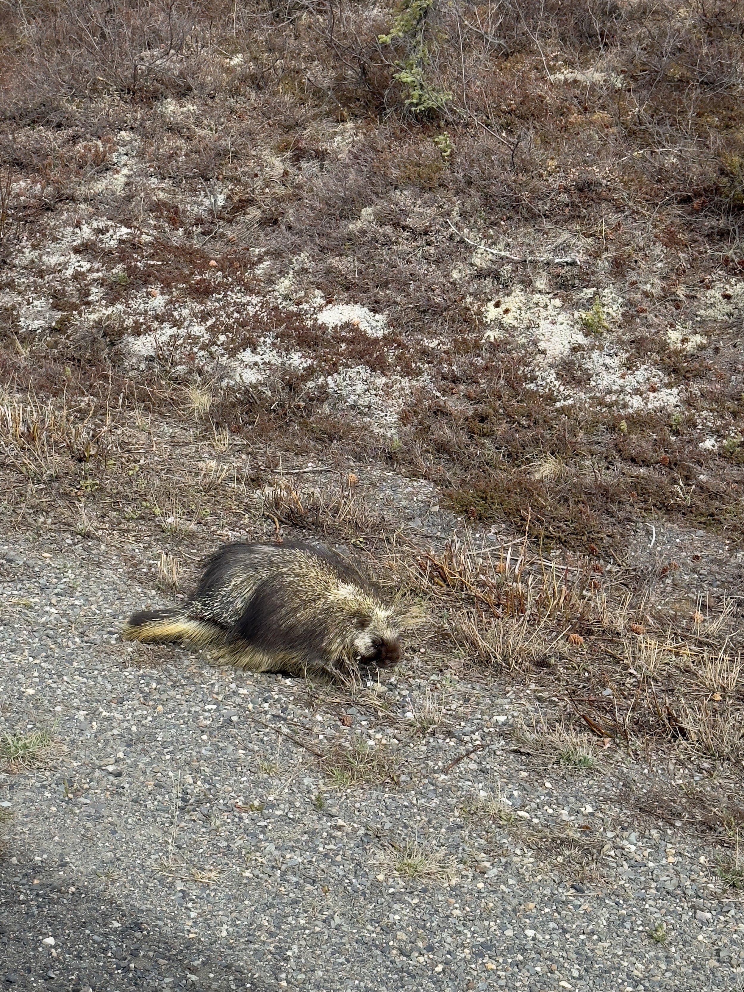 # Porcupine crossing gravel path in natural habitat